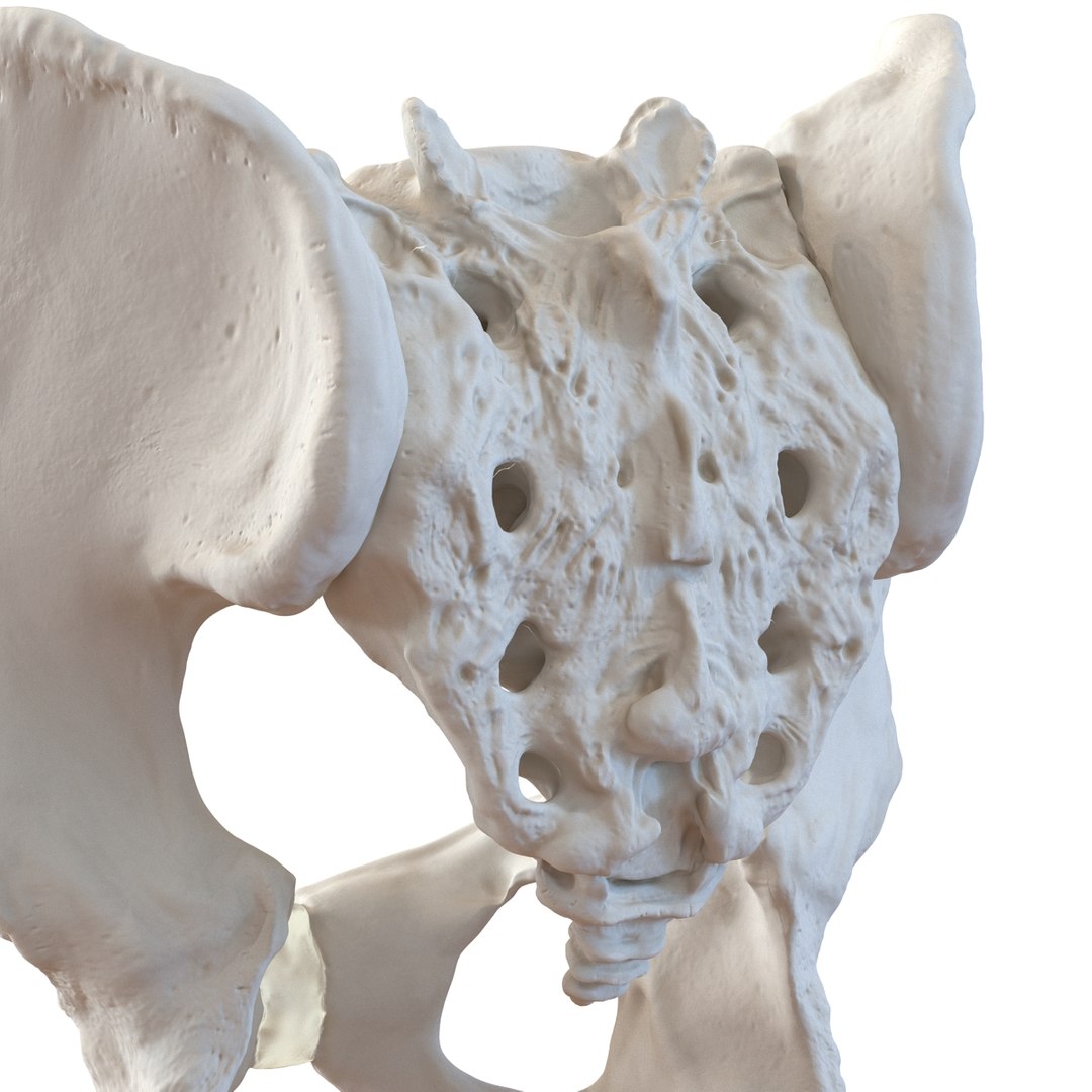 3d Model Of Male Pelvis Skeleton