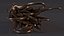 Spices Collection 4