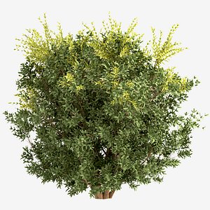 Set of Berberis julianae or Wintergreen barberry Shrub - 3 Shrubs 3D model
