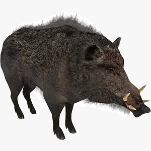 3D wild Boar model