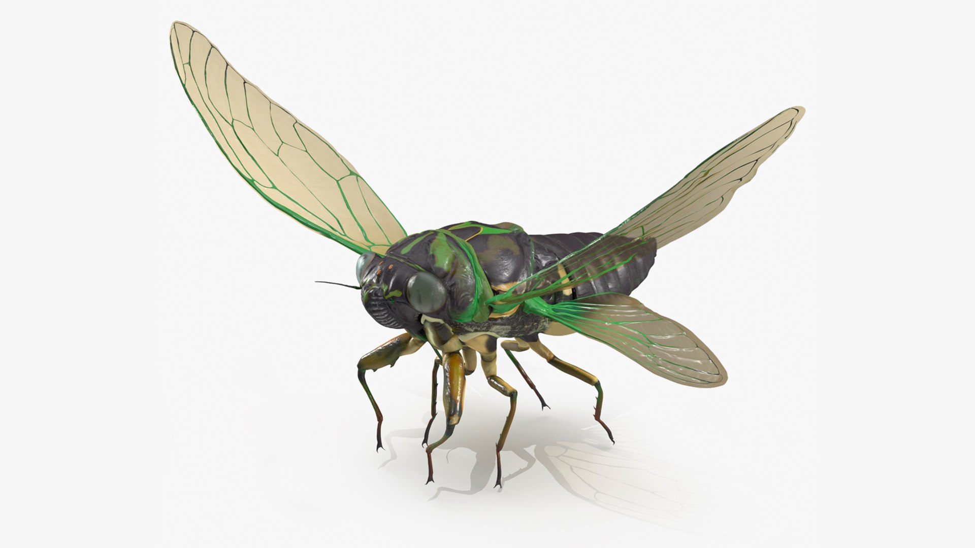 Cicada Pose Takeoff 3D model preview