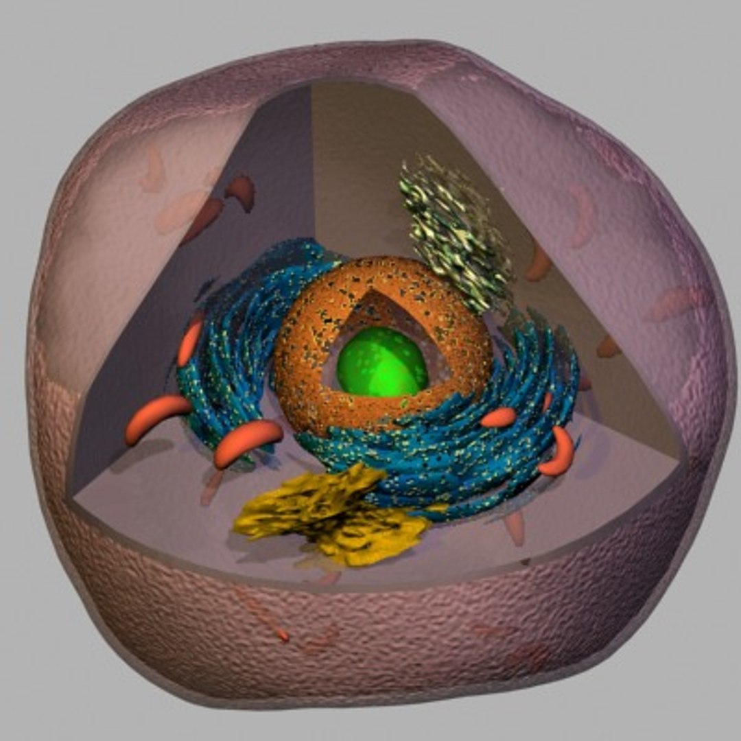 Cell 3d Model