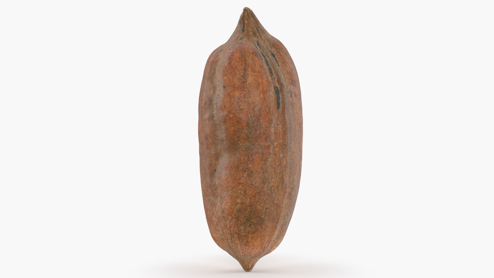 Pecan Shell 01 3D model - TurboSquid 1976606