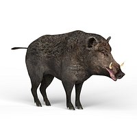 Wild Boar