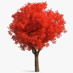 Red Push Pistache