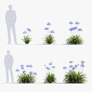 Agapanthus africanus lily of the Nile 3D Model