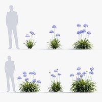 Agapanthus africanus lily of the Nile 3D Model