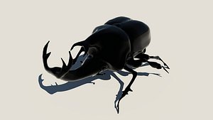 Rhinoceros-Beetle 3D model