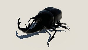 Rhinoceros-Beetle