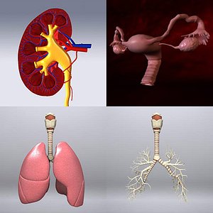 human kidney organs max
