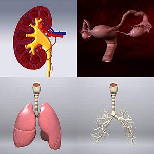(s) Internal Organ Set II