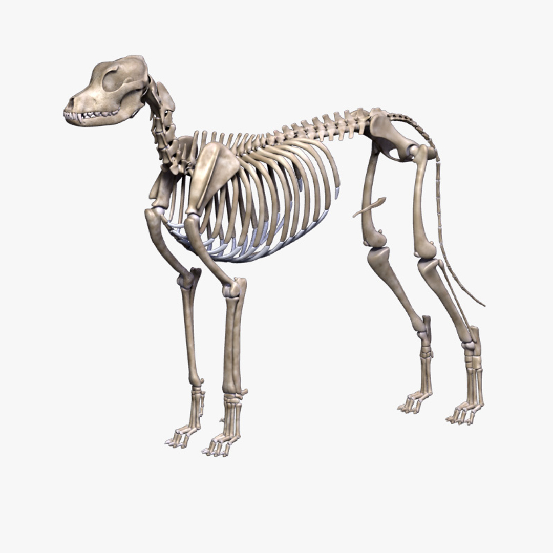 Dog Skeleton 3d 3ds