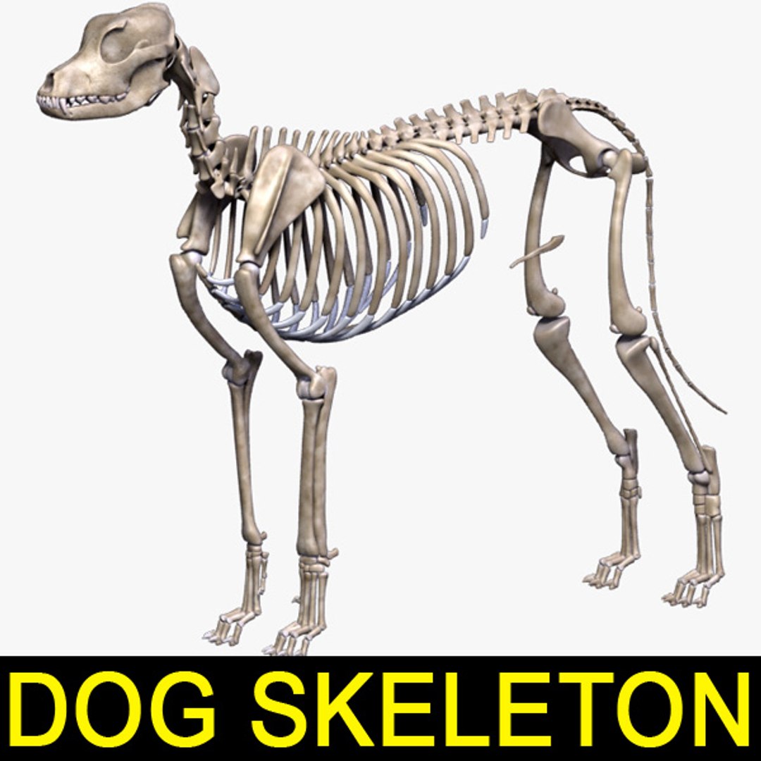 犬の骨格3Dモデル - TurboSquid 726036