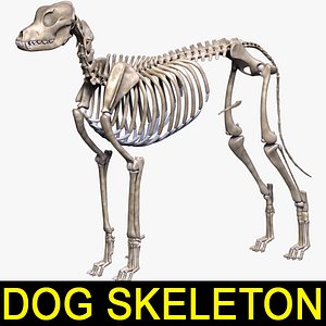 dog skeleton 3d 3ds