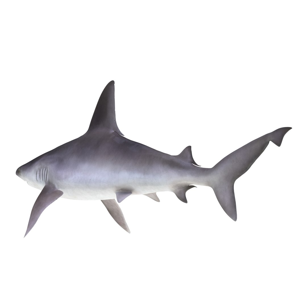 ma sandbar shark rigged https://p.turbosquid.com/ts-thumb/da/CzLaV4/0VA1AuT8/sandbarsharkriggedmayamb3dmodel10/jpg/1481484627/1920x1080/fit_q87/8ae957d512b719341deb515d63358c9286afb338/sandbarsharkriggedmayamb3dmodel10.jpg
