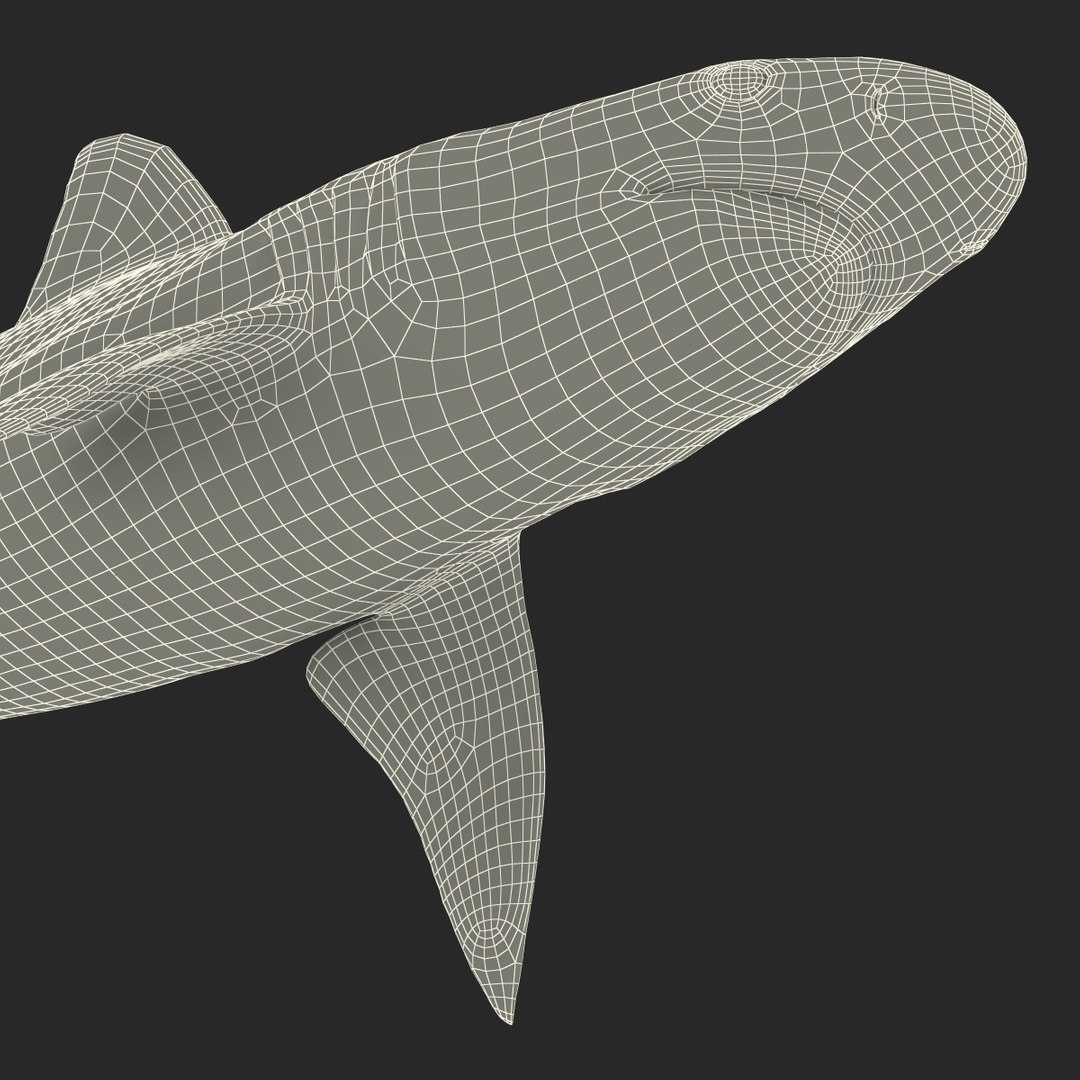 ma sandbar shark rigged https://p.turbosquid.com/ts-thumb/da/CzLaV4/A3siaa2r/sandbarsharkriggedmayamb3dmodel38/jpg/1481484628/1920x1080/fit_q87/1f3ddf568b8c8b5887839945df7033f20836e512/sandbarsharkriggedmayamb3dmodel38.jpg