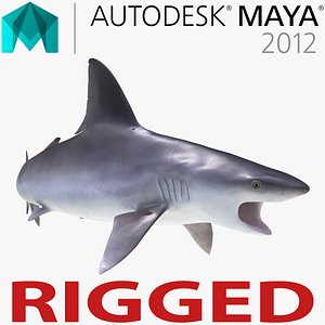 ma sandbar shark rigged