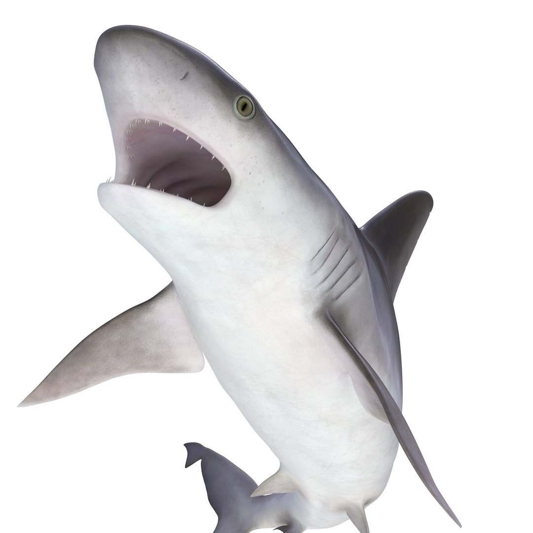 ma sandbar shark rigged https://p.turbosquid.com/ts-thumb/da/CzLaV4/AlteeV6U/sandbarsharkriggedmayamb3dmodel18/jpg/1481484627/1920x1080/fit_q87/ae113837b65433390cd909a290e8699b07bb8b07/sandbarsharkriggedmayamb3dmodel18.jpg