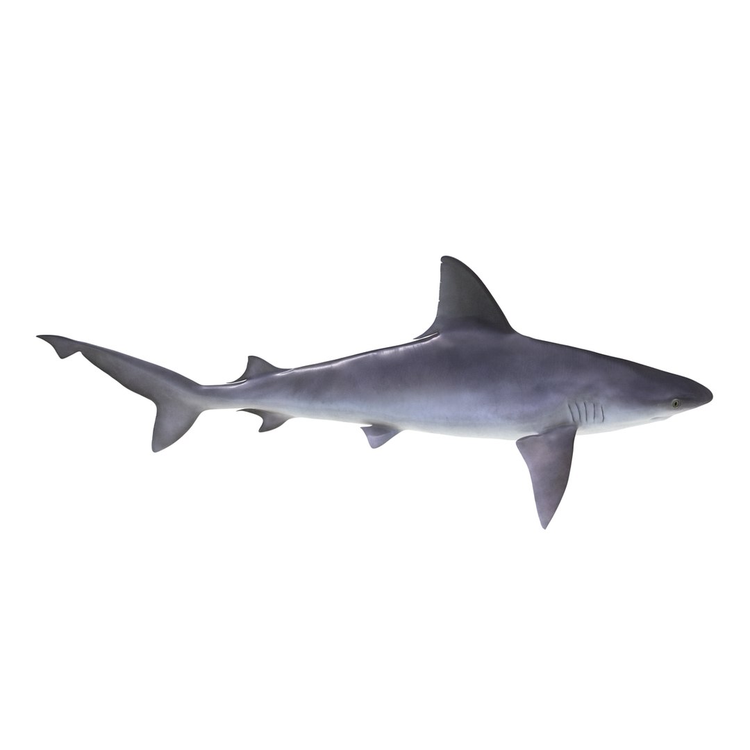 ma sandbar shark rigged https://p.turbosquid.com/ts-thumb/da/CzLaV4/BSLNBlW3/sandbarsharkriggedmayamb3dmodel08/jpg/1481484627/1920x1080/fit_q87/d69376b24c727d0e57516b50d88f945b424af535/sandbarsharkriggedmayamb3dmodel08.jpg
