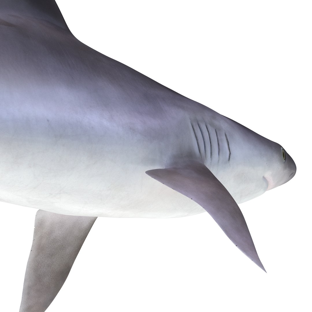 ma sandbar shark rigged https://p.turbosquid.com/ts-thumb/da/CzLaV4/GIBWm37E/sandbarsharkriggedmayamb3dmodel23/jpg/1481484628/1920x1080/fit_q87/586a957cecb16069f6be476137cf5f042bff3856/sandbarsharkriggedmayamb3dmodel23.jpg