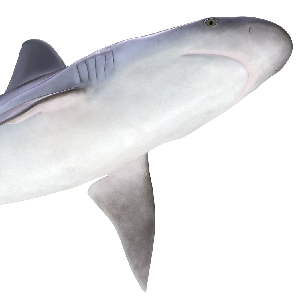 ma sandbar shark rigged https://p.turbosquid.com/ts-thumb/da/CzLaV4/GWbqHthb/sandbarsharkriggedmayamb3dmodel24/jpg/1481484628/1920x1080/fit_q87/c206323532d95776ac249ee95fa5154cc6219982/sandbarsharkriggedmayamb3dmodel24.jpg