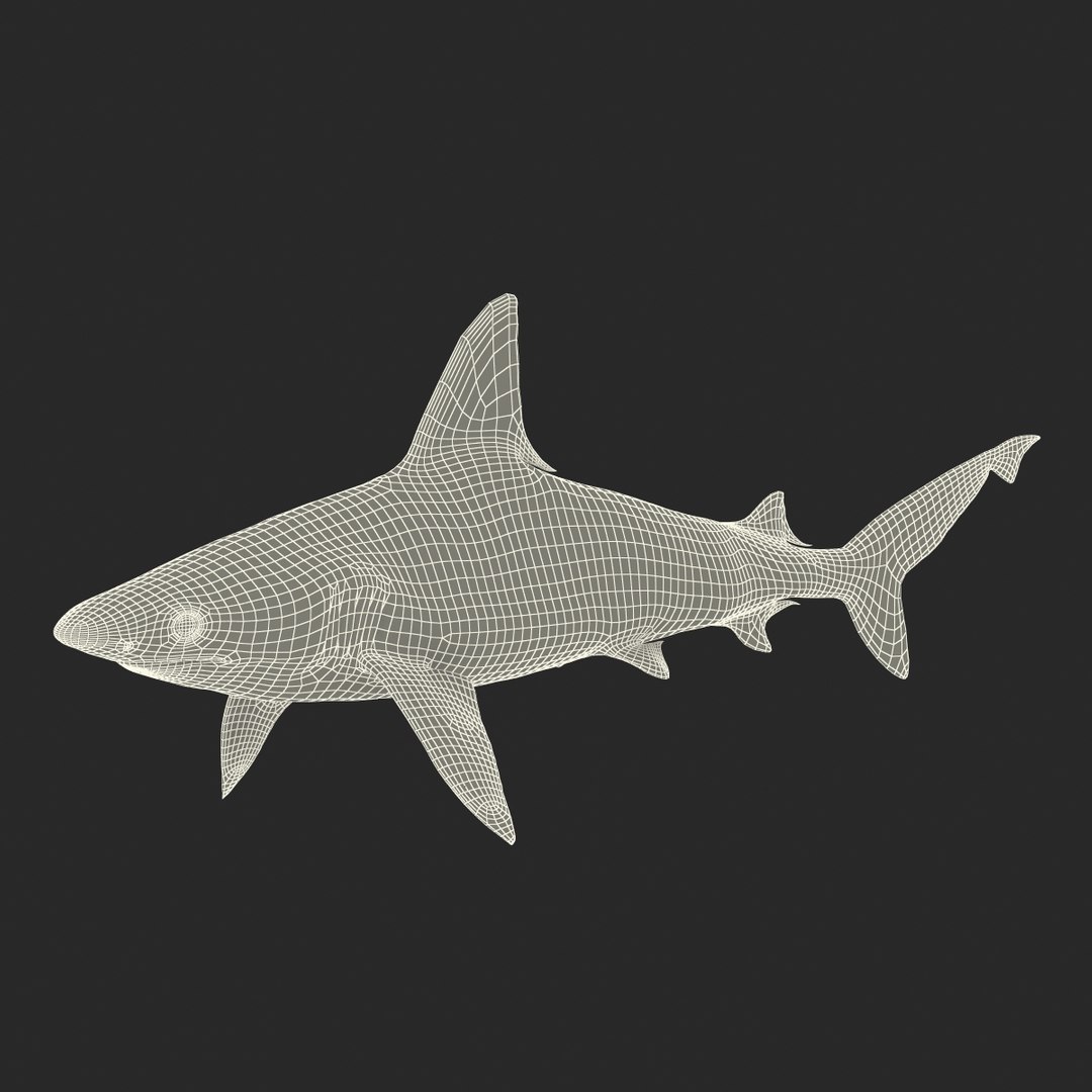 ma sandbar shark rigged https://p.turbosquid.com/ts-thumb/da/CzLaV4/Oz6FJiuY/sandbarsharkriggedmayamb3dmodel32/jpg/1481484628/1920x1080/fit_q87/20474cdcfcb53e3aa1cc413af690cb0aaf8cd5bc/sandbarsharkriggedmayamb3dmodel32.jpg