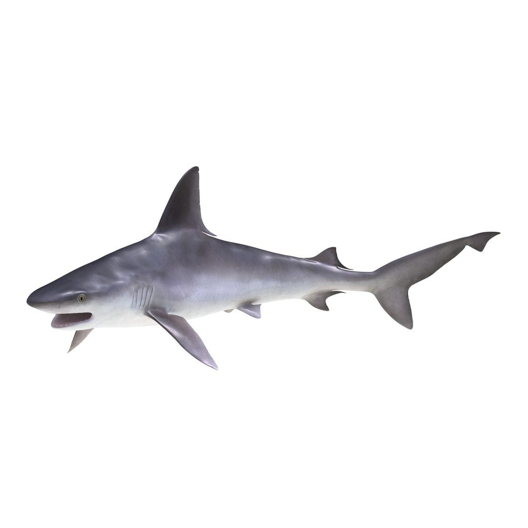 ma sandbar shark rigged https://p.turbosquid.com/ts-thumb/da/CzLaV4/XjLxwuAI/sandbarsharkriggedmayamb3dmodel05/jpg/1481484627/1920x1080/fit_q87/274e84b15fb37e8d40953f8c097d41f6092a0881/sandbarsharkriggedmayamb3dmodel05.jpg