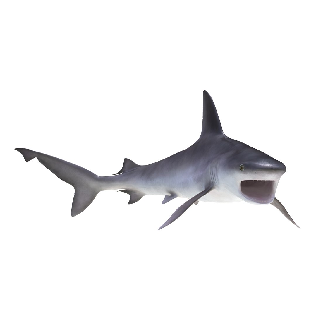 ma sandbar shark rigged https://p.turbosquid.com/ts-thumb/da/CzLaV4/dtxCEulb/sandbarsharkriggedmayamb3dmodel02/jpg/1481484627/1920x1080/fit_q87/3e9bde2cd5599cf4601f0ef1bba5c4bd9e16fd3e/sandbarsharkriggedmayamb3dmodel02.jpg