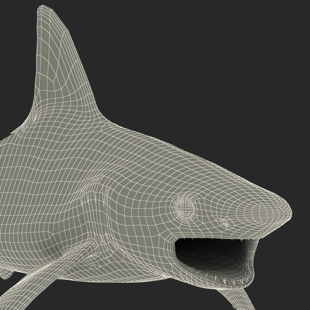 ma sandbar shark rigged https://p.turbosquid.com/ts-thumb/da/CzLaV4/f4DPIsOv/sandbarsharkriggedmayamb3dmodel36/jpg/1481484628/1920x1080/fit_q87/e64d158e615d8d1f30a660889e0c92d27b8d0e7f/sandbarsharkriggedmayamb3dmodel36.jpg