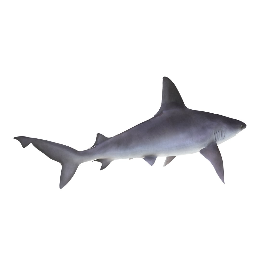 ma sandbar shark rigged https://p.turbosquid.com/ts-thumb/da/CzLaV4/g98sPOTk/sandbarsharkriggedmayamb3dmodel09/jpg/1481484627/1920x1080/fit_q87/858ecf434b7915db656434c2e44b3f952c5fc99a/sandbarsharkriggedmayamb3dmodel09.jpg