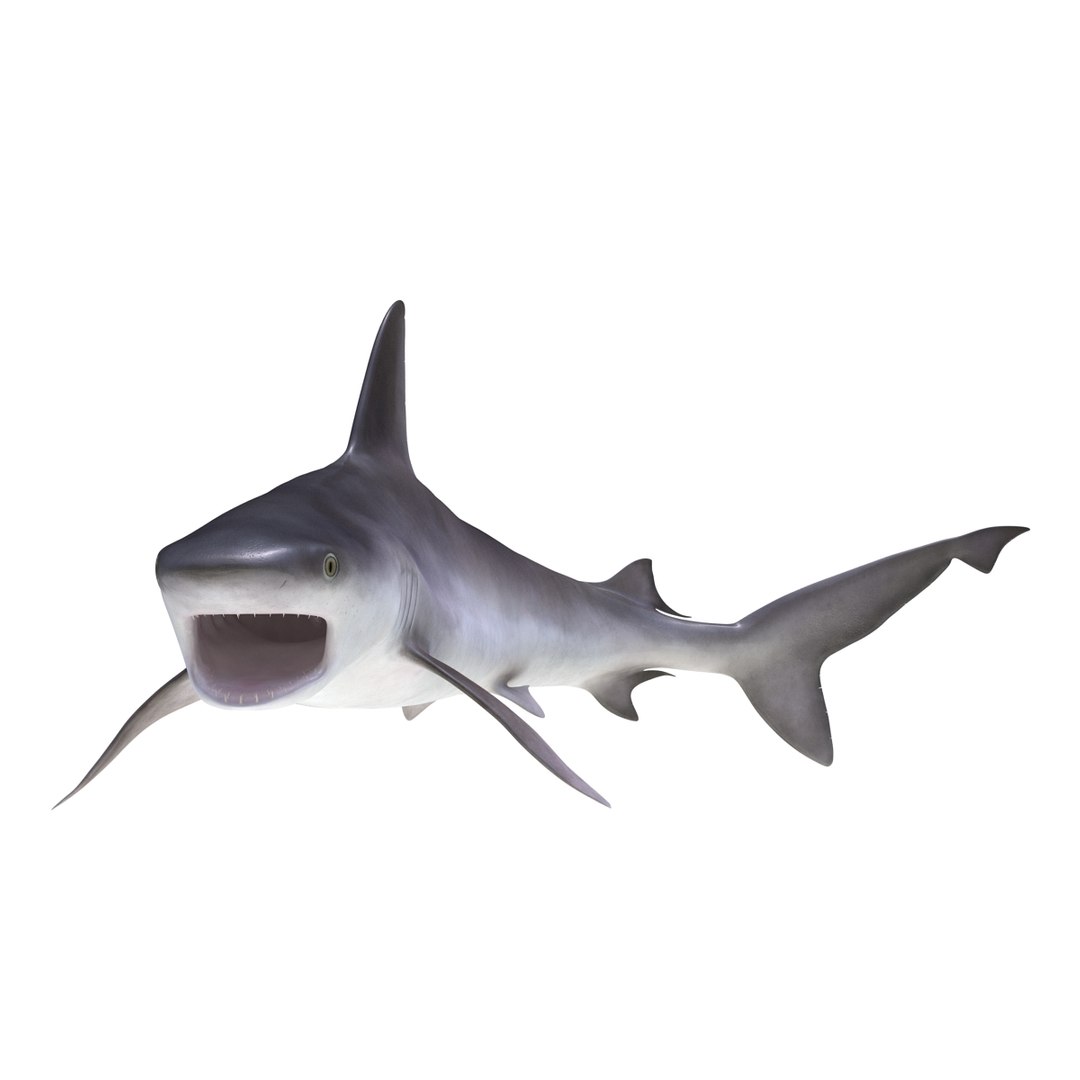 ma sandbar shark rigged https://p.turbosquid.com/ts-thumb/da/CzLaV4/jatxEfia/sandbarsharkriggedmayamb3dmodel12/jpg/1481484627/1920x1080/fit_q87/f6d4f39dcb795b69aedd1e23882ffc328e1e8346/sandbarsharkriggedmayamb3dmodel12.jpg