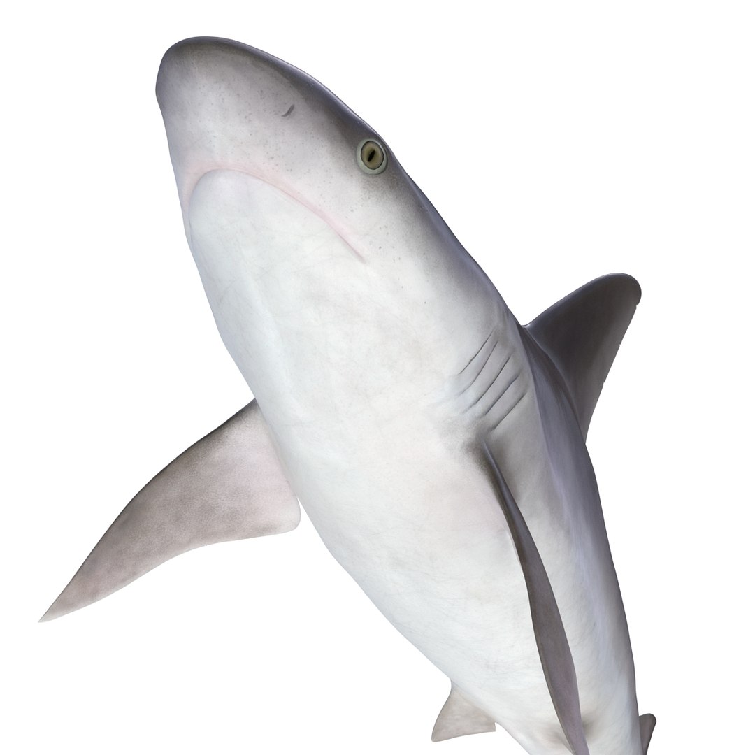 ma sandbar shark rigged https://p.turbosquid.com/ts-thumb/da/CzLaV4/jtiGAjWk/sandbarsharkriggedmayamb3dmodel17/jpg/1481484627/1920x1080/fit_q87/c40c0bcae530bcc5536cc08c950a84ea7a66456b/sandbarsharkriggedmayamb3dmodel17.jpg