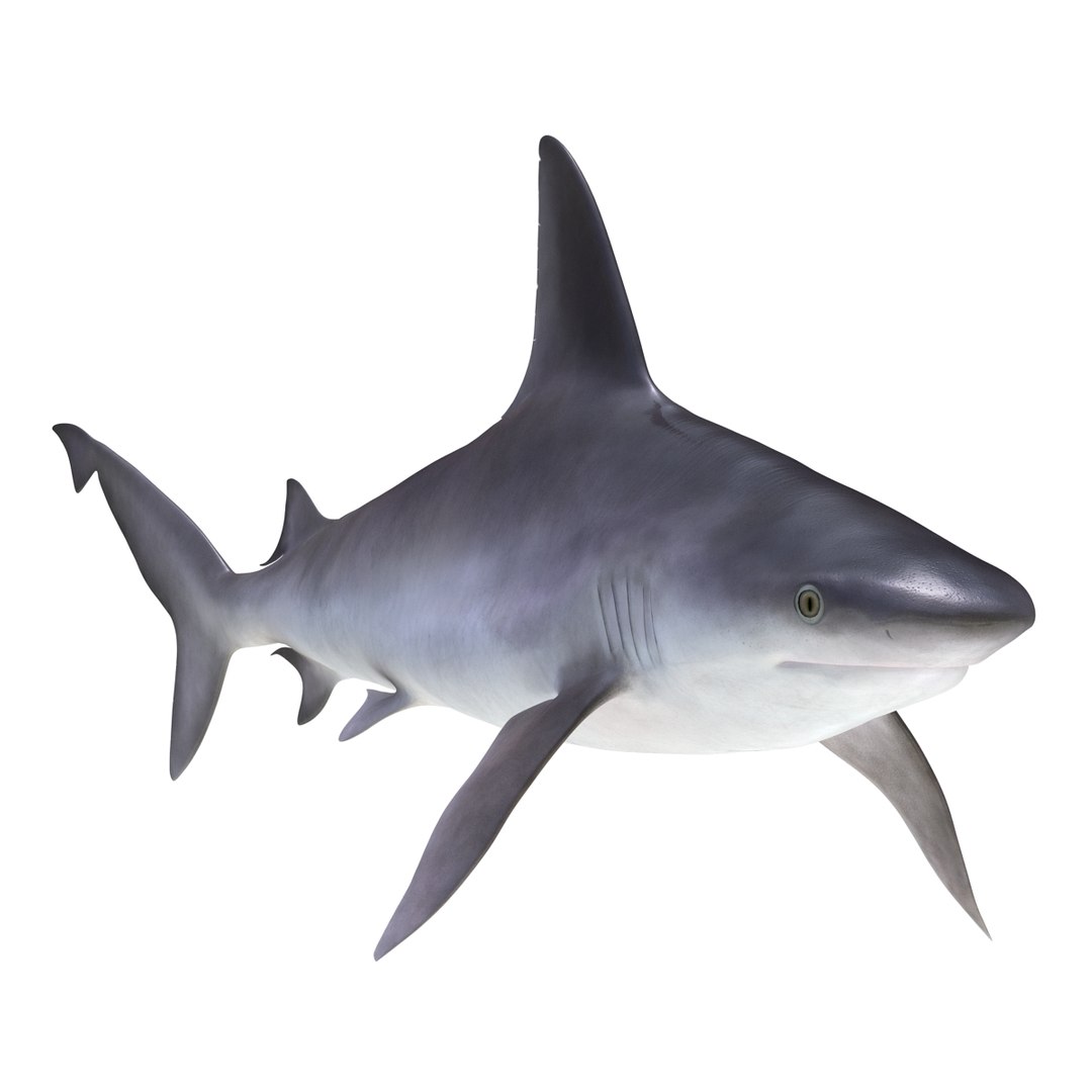 ma sandbar shark rigged https://p.turbosquid.com/ts-thumb/da/CzLaV4/ky3YWWlL/sandbarsharkriggedmayamb3dmodel06/jpg/1481484627/1920x1080/fit_q87/1d093a0c86de0d461d1cd801e9e9d9c0a2c69af8/sandbarsharkriggedmayamb3dmodel06.jpg