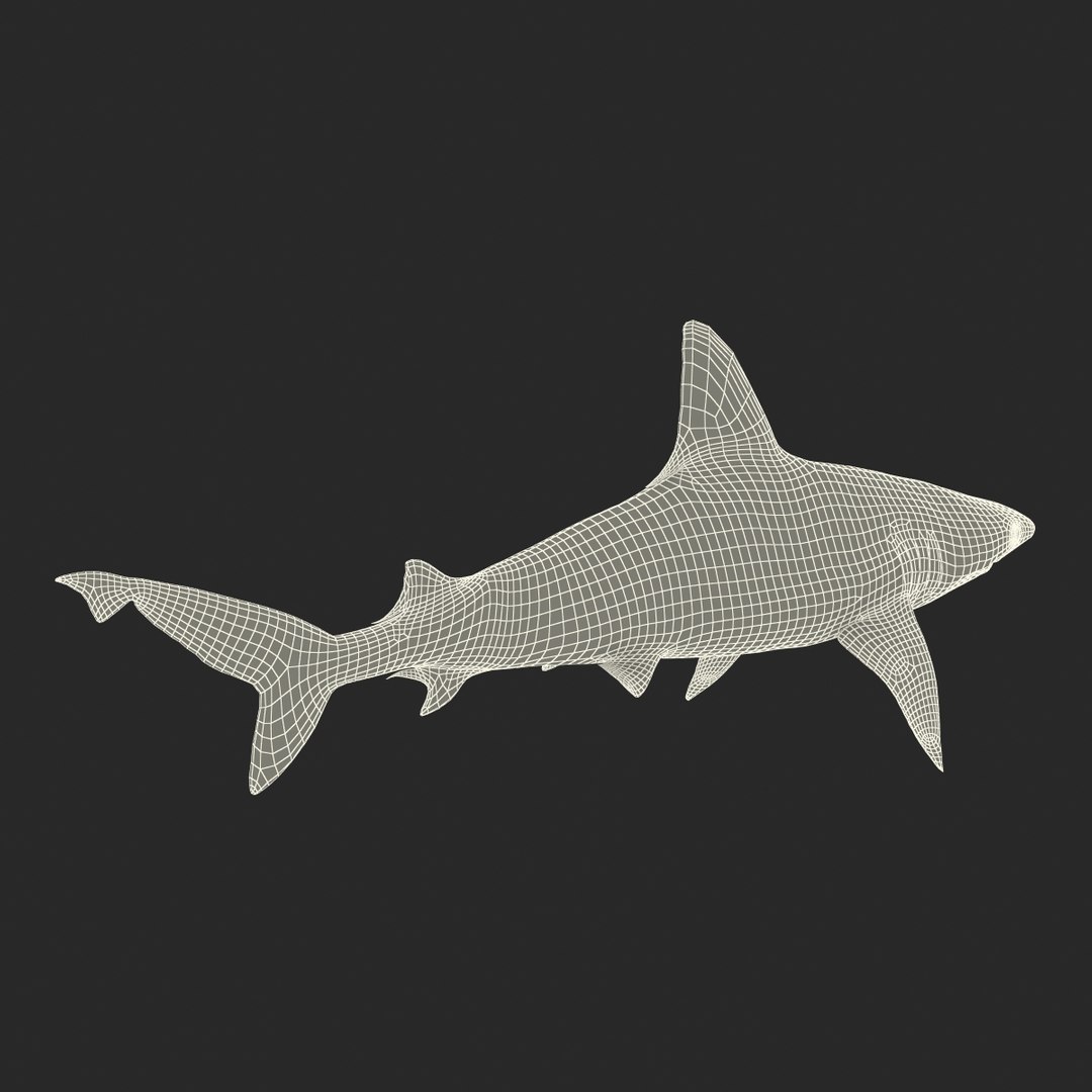 ma sandbar shark rigged https://p.turbosquid.com/ts-thumb/da/CzLaV4/vP7KoVC3/sandbarsharkriggedmayamb3dmodel33/jpg/1481484628/1920x1080/fit_q87/0c8f45772c527ebd3720a8e3198749876d5b0f3e/sandbarsharkriggedmayamb3dmodel33.jpg