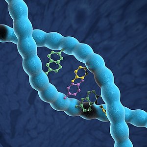 DNA Double Helix