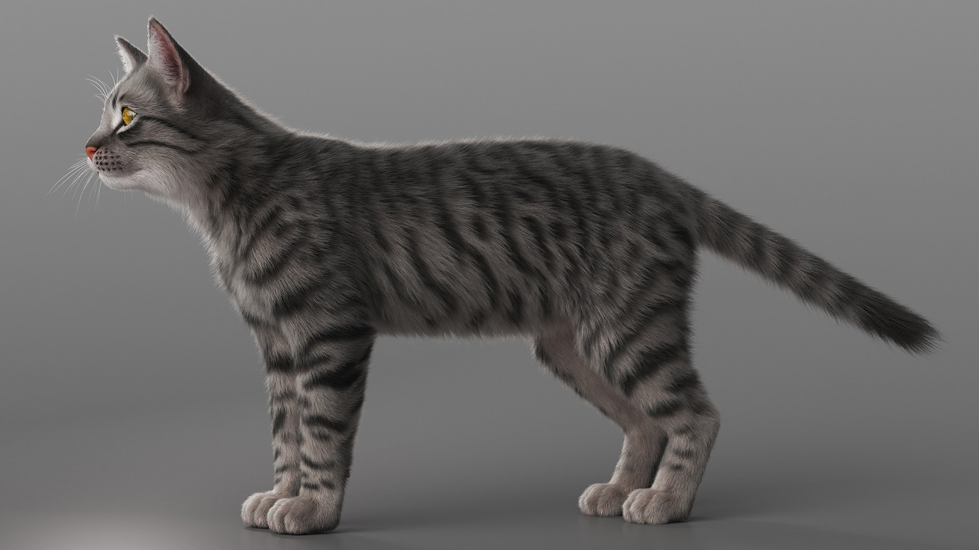 Striped Cat Knocks Objects Off Table Fur Animated Rigged For Maya 3D model https://p.turbosquid.com/ts-thumb/da/UkMxyP/zS/striped_cat_knocks_objects_off_table_fur_animated_rigged_for_maya_011/jpg/1787693000/1920x1080/fit_q87/887c0a9ad92cc2413d387d657c8ca14506329712/striped_cat_knocks_objects_off_table_fur_animated_rigged_for_maya_011.jpg