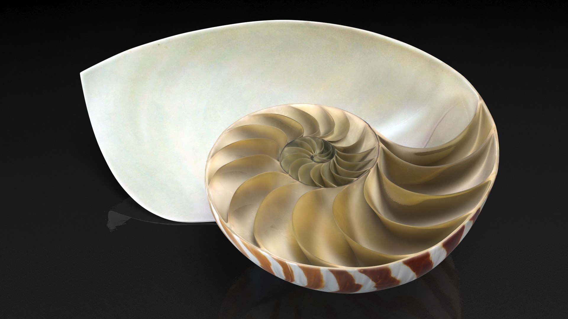 Nautilus Shell Slice model https://p.turbosquid.com/ts-thumb/da/X641wt/8C/nautilusshellslicemb3dmodel007/jpg/1648204985/1920x1080/fit_q87/8f0af98db54e9df7cf0687d721be8a9959fb2d44/nautilusshellslicemb3dmodel007.jpg