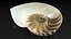 Nautilus Shell Slice