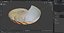 Nautilus Shell Slice