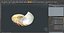 Nautilus Shell Slice