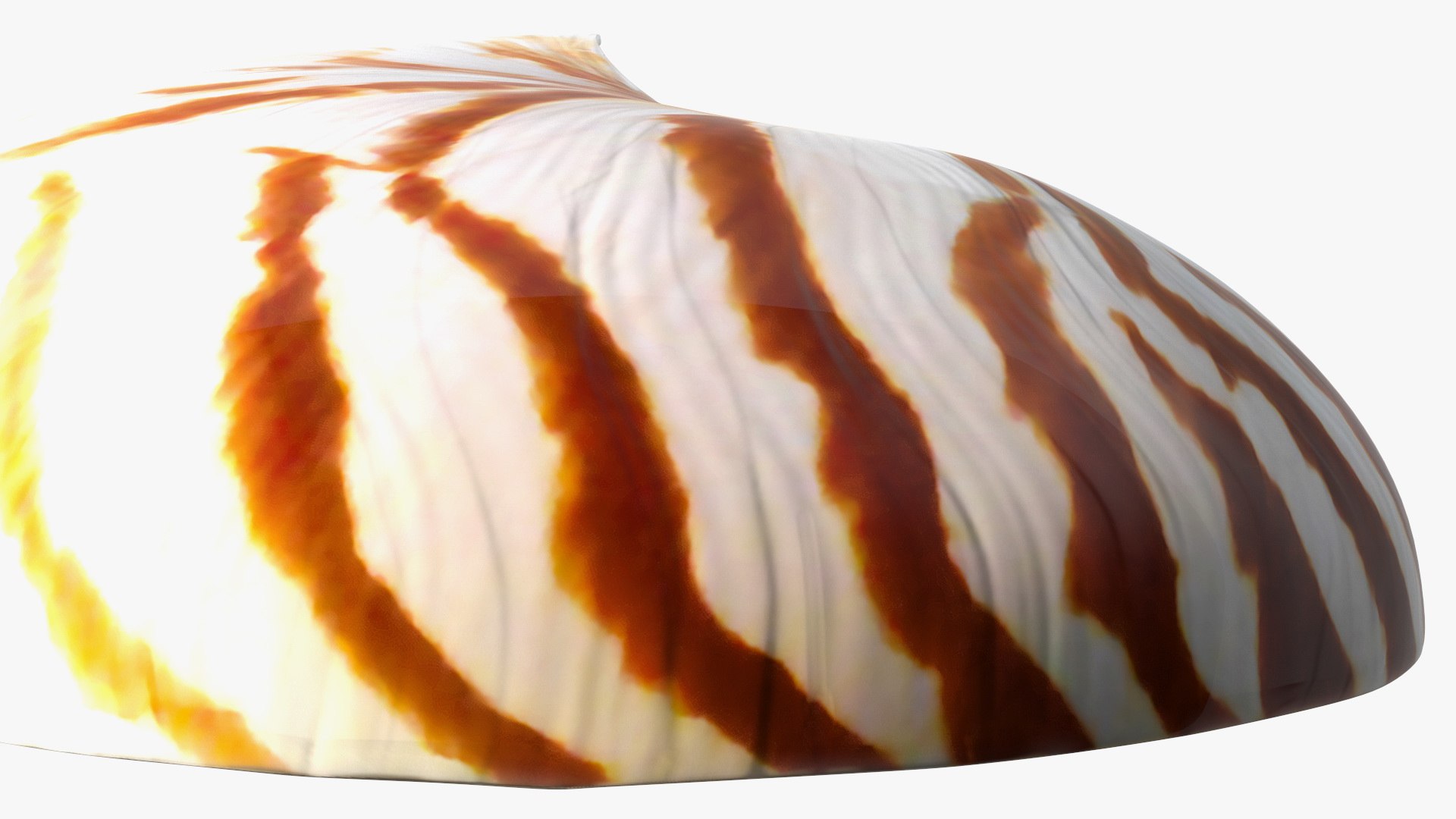 Nautilus Shell Slice model https://p.turbosquid.com/ts-thumb/da/X641wt/Nv/nautilusshellslicemb3dmodel015/jpg/1648205007/1920x1080/fit_q87/ff3bf64ed7151c5d53c75694c3e91c37fefbbc2e/nautilusshellslicemb3dmodel015.jpg