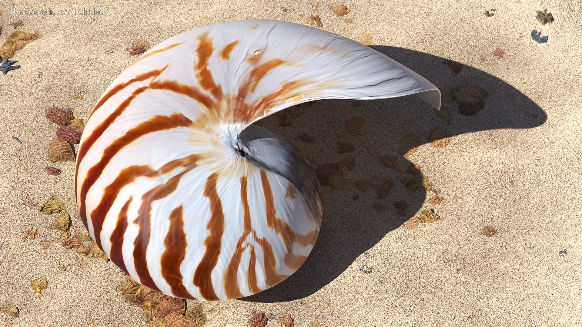 Nautilus Shell Slice model https://p.turbosquid.com/ts-thumb/da/X641wt/Ph/nautilusshellslicemb3dmodel005/jpg/1648204978/1920x1080/fit_q87/f9adb934a5bd3e2a36358c3847db25af9dda95cf/nautilusshellslicemb3dmodel005.jpg