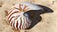 Nautilus Shell Slice