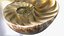 Nautilus Shell Slice