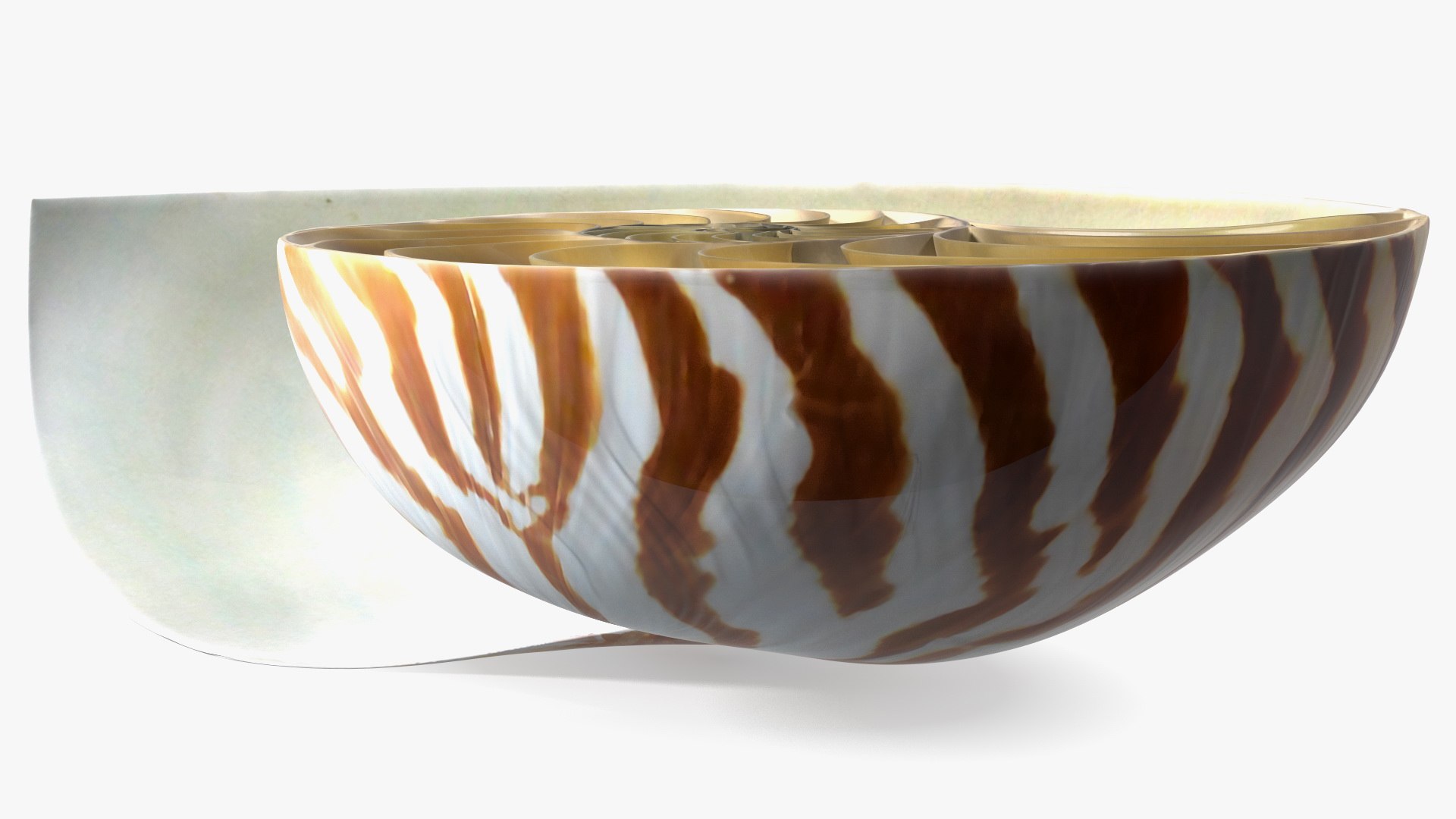 Nautilus Shell Slice model https://p.turbosquid.com/ts-thumb/da/X641wt/Wx/nautilusshellslicemb3dmodel011/jpg/1648204998/1920x1080/fit_q87/ee9899085bde97a03d705815829b7a395927d7af/nautilusshellslicemb3dmodel011.jpg