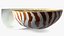 Nautilus Shell Slice