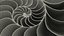 Nautilus Shell Slice
