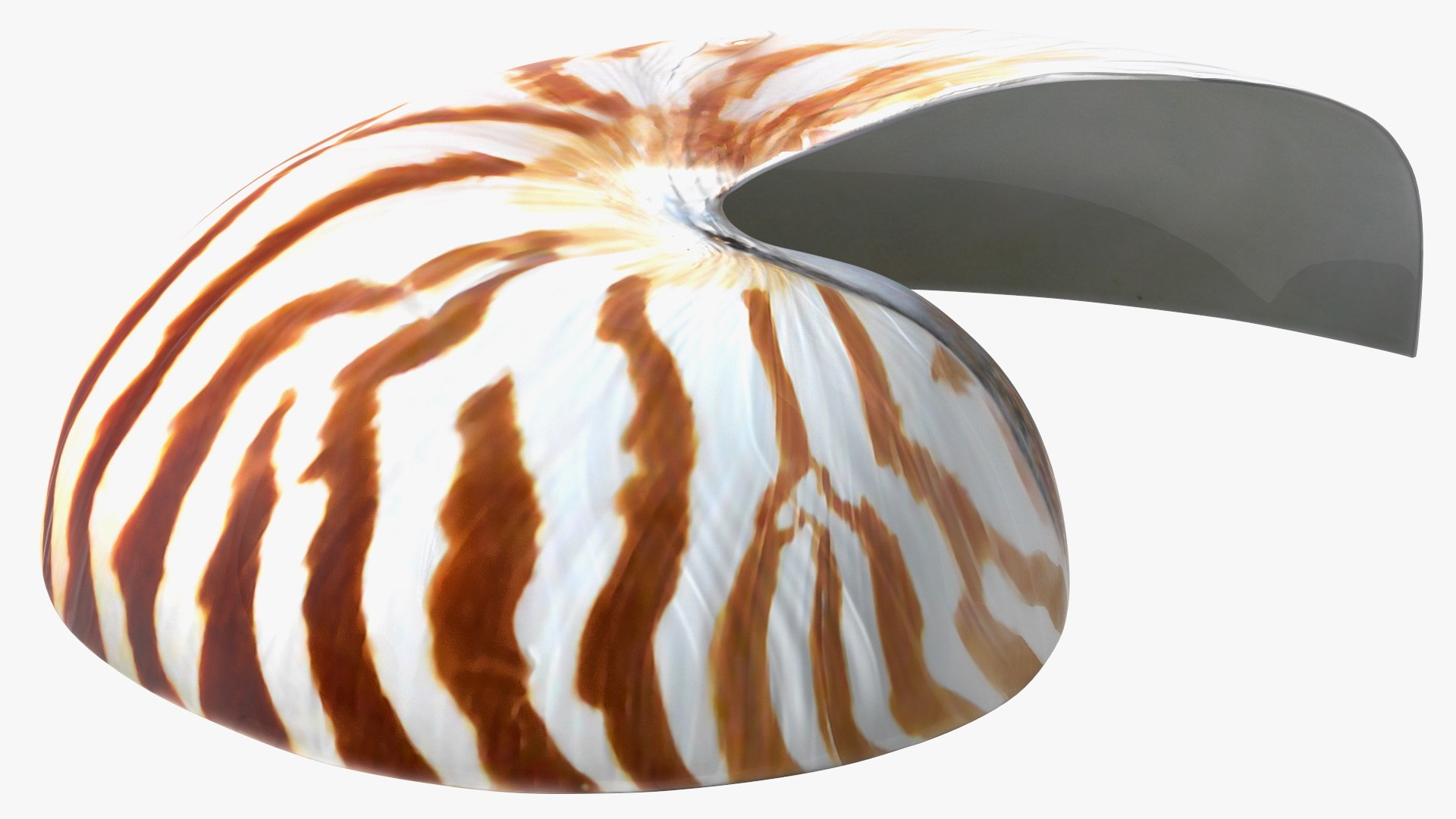 Nautilus Shell Slice model https://p.turbosquid.com/ts-thumb/da/X641wt/bI/nautilusshellslicemb3dmodel014/jpg/1648205005/1920x1080/fit_q87/675c1731316334e2e36430a228308551d2ada5b8/nautilusshellslicemb3dmodel014.jpg