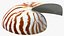 Nautilus Shell Slice