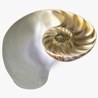 Nautilus Shell Slice